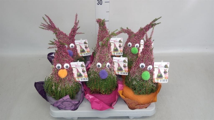 Calluna vulg.   ...
