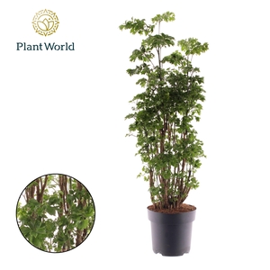 Polyscias Roble vertakt