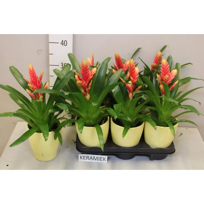 <h4>VRIES MADONNA</h4>