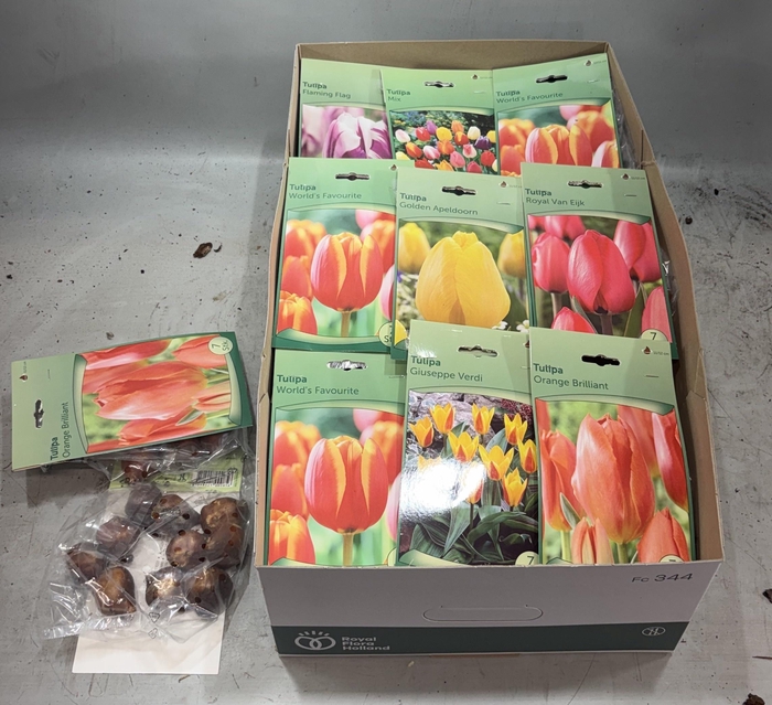 <h4>BLOEMBOL TULIPA</h4>