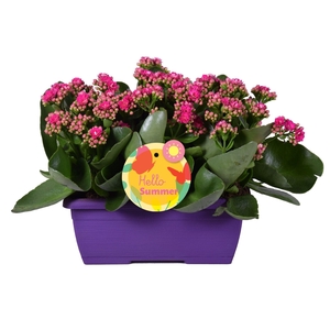 Hello Summer Kalanchoe Blossfeldiana in Duobak Paars