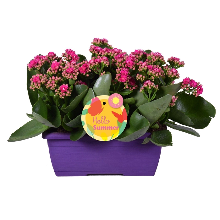 <h4>Hello Summer Kalanchoe Blossfeldiana in Duobak Paars</h4>