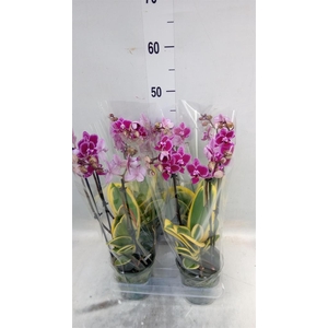 Phalaenopsis multi. 'Magic Leaf'