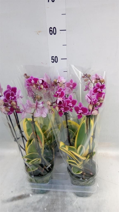 <h4>Phalaenopsis multi. 'Magic Leaf'</h4>