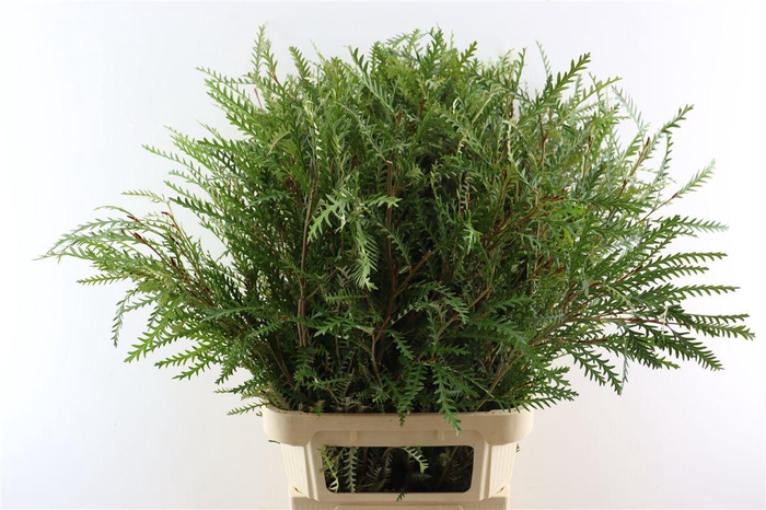 <h4>Grevillea Ivanhoe</h4>
