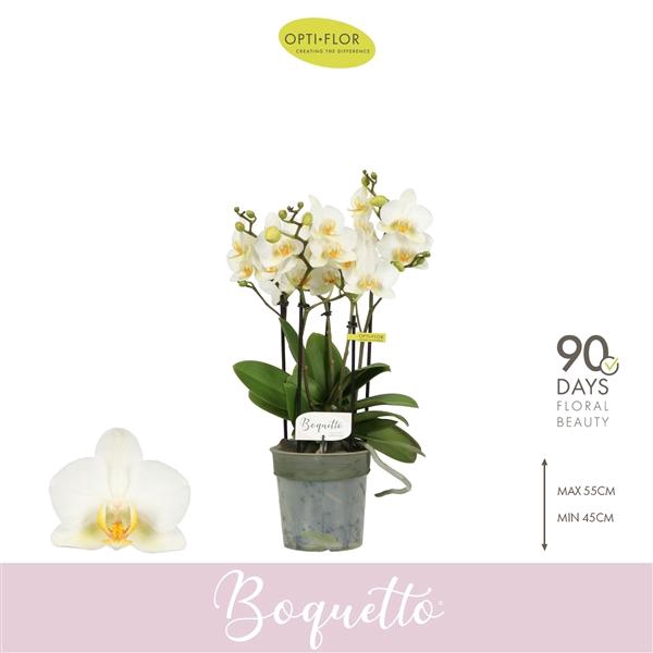 <h4>Phalaenopsis Multifloratypes overig wit</h4>