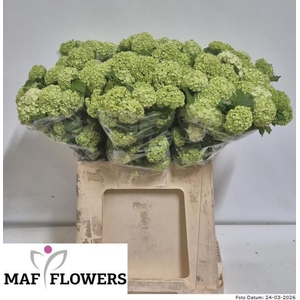 VIBURNUM ROSEUM ST 60