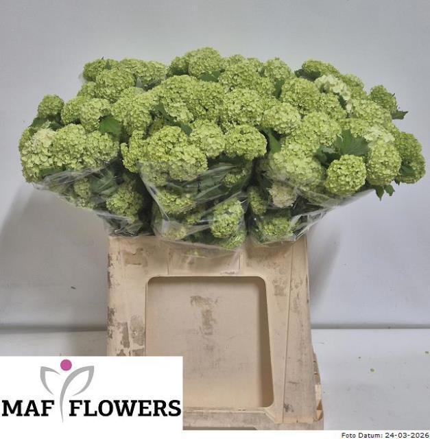 <h4>VIBURNUM ROSEUM ST 60</h4>