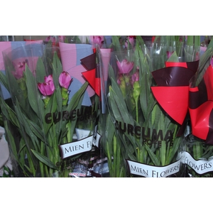 CURCUMA SIAM SPLASH P15