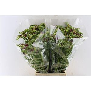 Fr Du Expression Cerise Red