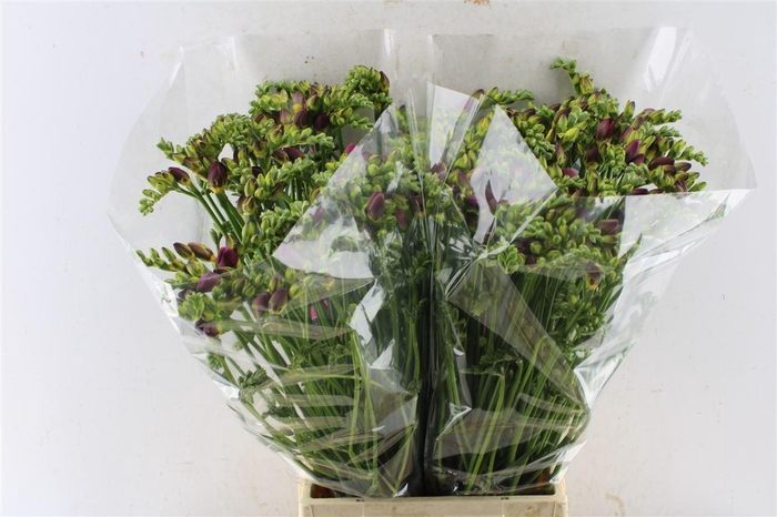 <h4>Fr Du Expression Cerise Red</h4>