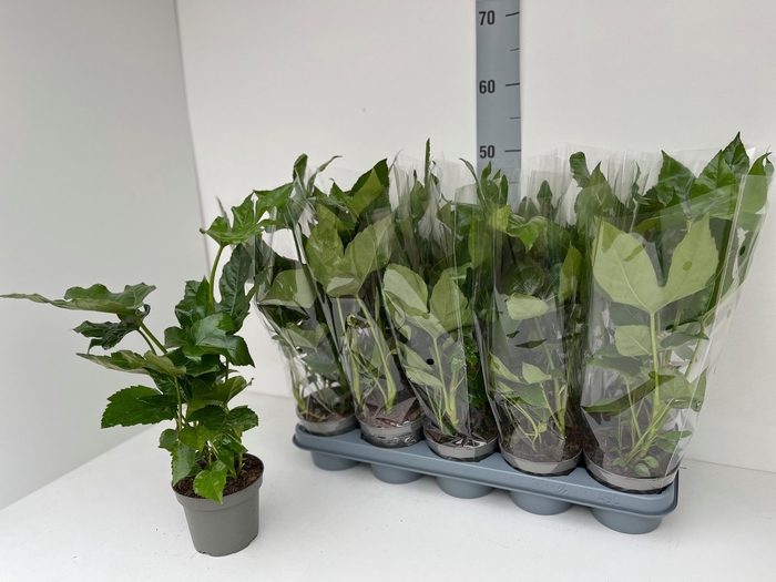 <h4>FATSIA OV</h4>