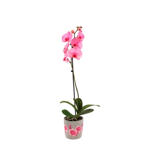 Fiore Pink Phal I Am Pink 1T9+