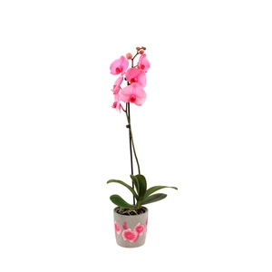 Fiore Pink Phal I Am Pink 1T9+
