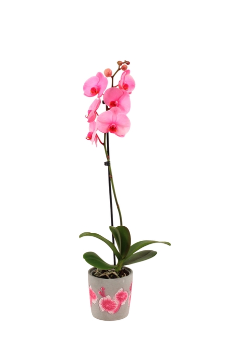 <h4>Fiore Pink Phal I Am Pink 1T9+</h4>