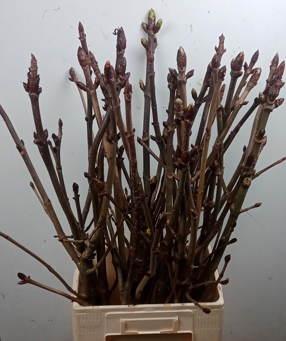 <h4>AESCULUS HIPPOC TAK</h4>