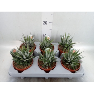 Haworthia fasciata 'Big Band'