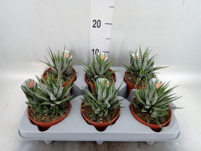 <h4>Haworthia fasciata 'Big Band'</h4>