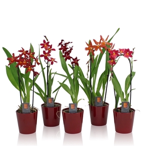 Inca Cambria Red Beauty mix incl. cascade 9cm in Red ceramic