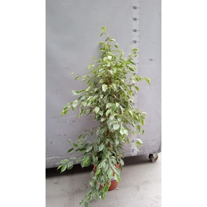 Ficus benja. 'Golden King'