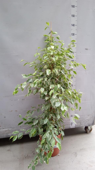 <h4>Ficus benja. 'Golden King'</h4>