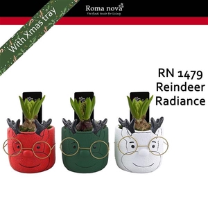 Arrangementen Hyacinthus 6%