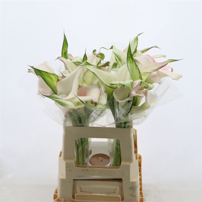 <h4>Calla Sweet Art | Dubbelbloemig</h4>