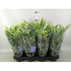 Phlebodium aureum 'Blue Star'