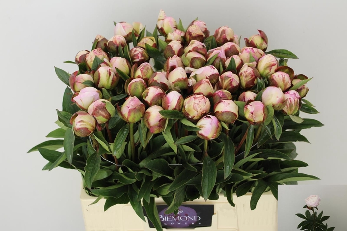 <h4>PAEO L GARDENIA</h4>