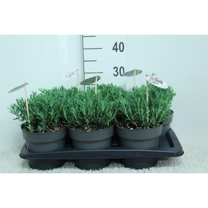 Andromeda pol. 'Compacta' P17 potgekweekt