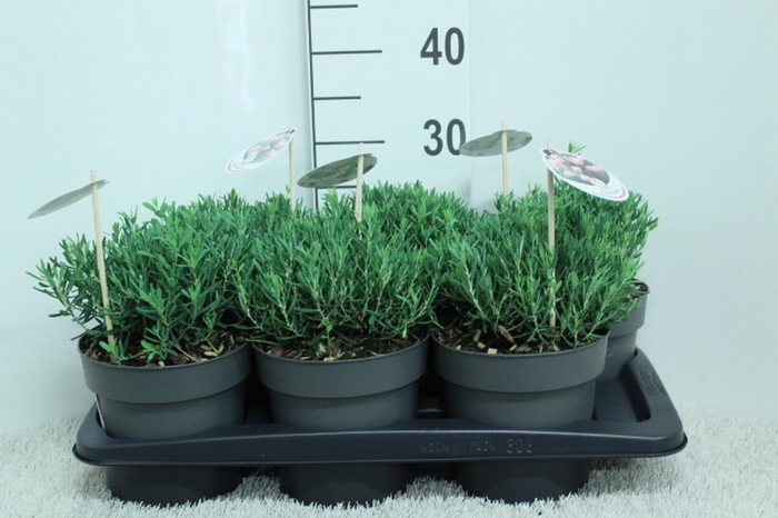 <h4>Andromeda pol. 'Compacta' P17 potgekweekt</h4>