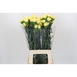Dianthus St Ilias