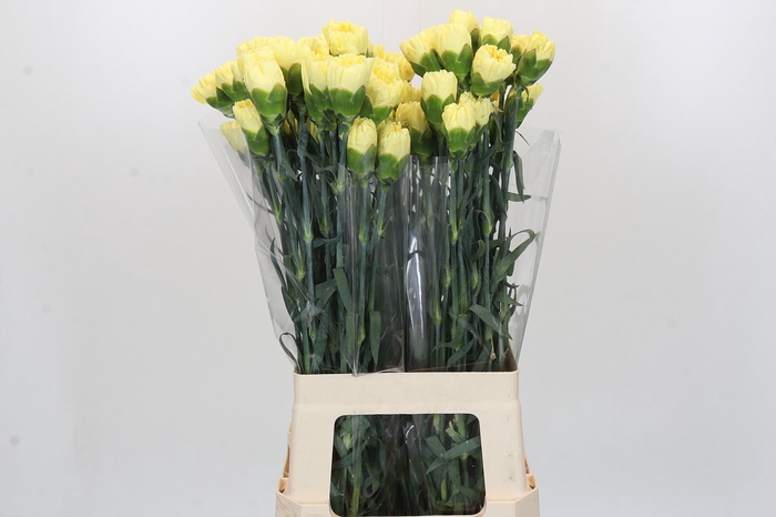 <h4>Dianthus St Ilias</h4>