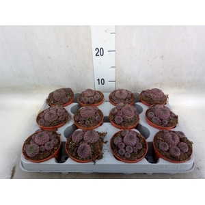 Rebutia muscula