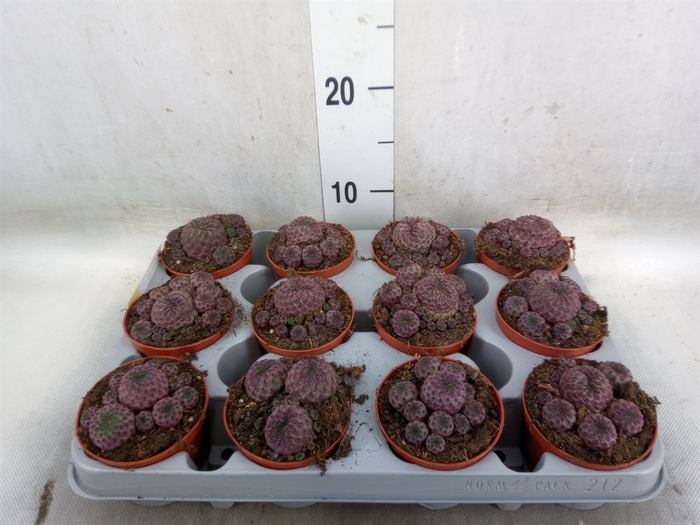 <h4>Rebutia muscula</h4>