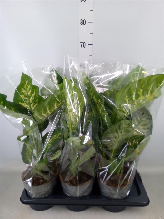 <h4>Dieffenbachia seg. 'Reeva'</h4>