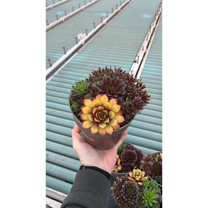 SEMPERVIVUM TECTORUM TRIO