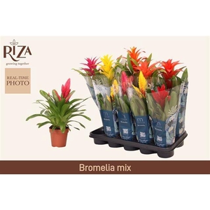 BROMELIA GEM 6 SRT