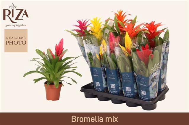 <h4>BROMELIA GEM 6 SRT</h4>