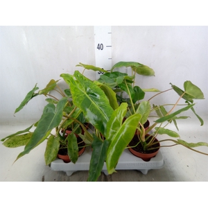 Philodendron   ...