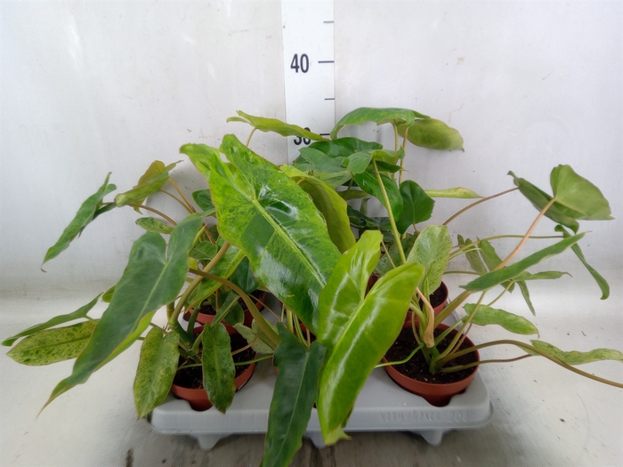 <h4>Philodendron   ...</h4>