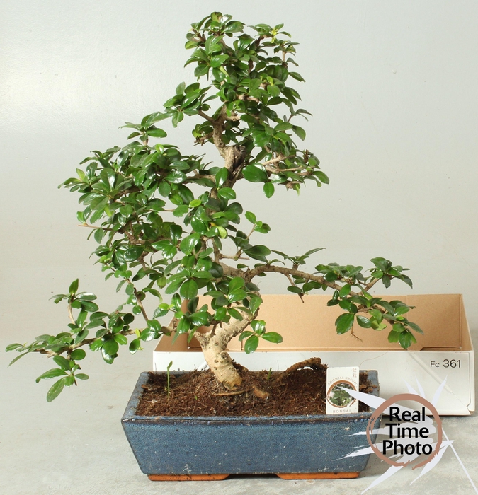 <h4>BONSAI GEM</h4>