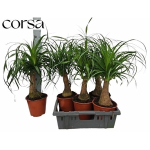 BEAUCARNEA RECUR
