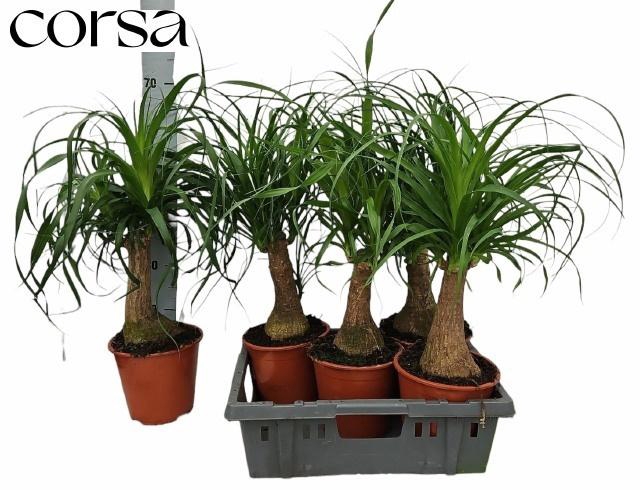 BEAUCARNEA RECUR