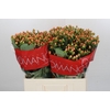 Hypericum Mellow Romance