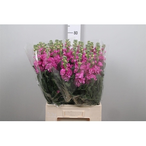 Matth Iron Deep Pink