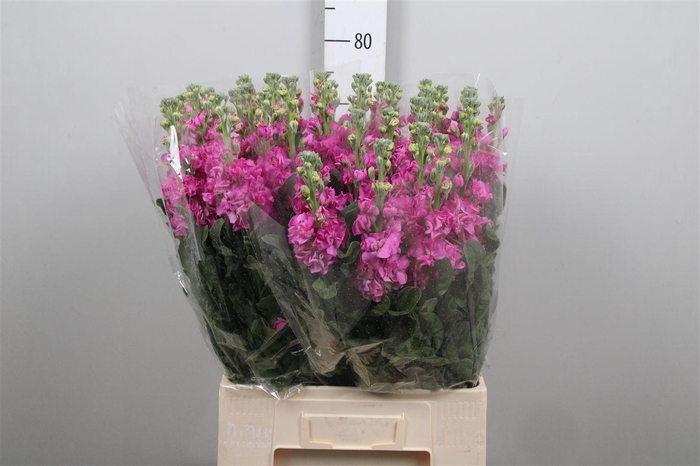 <h4>Matth Iron Deep Pink</h4>