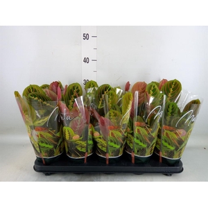 Maranta leuc. 'Fascinator'