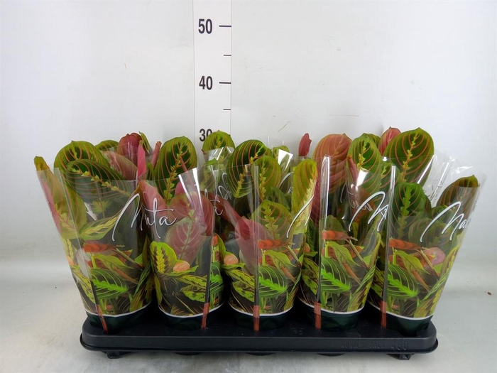 <h4>Maranta leuc. 'Fascinator'</h4>