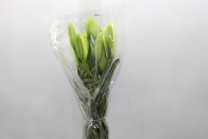 <h4>LIRIO MERCATO 080 CM HT 2/3 FLS</h4>